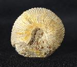Obornella plicopunctata (DESLONGCHAMPS 1849) - Bild © FossNet FossilienStore